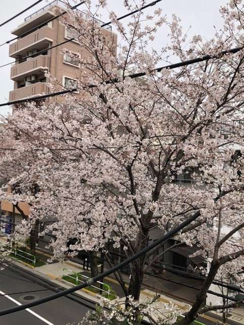 東京墨出し・測量　桜　2021.3