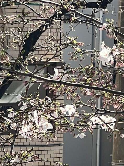 桜　北区滝野川　